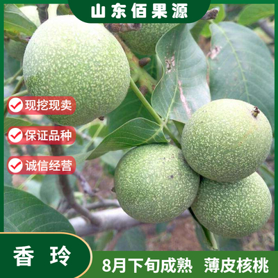 嫁接食用核桃树苗香玲核桃树果苗纸皮薄壳核桃南北方种植当年结果