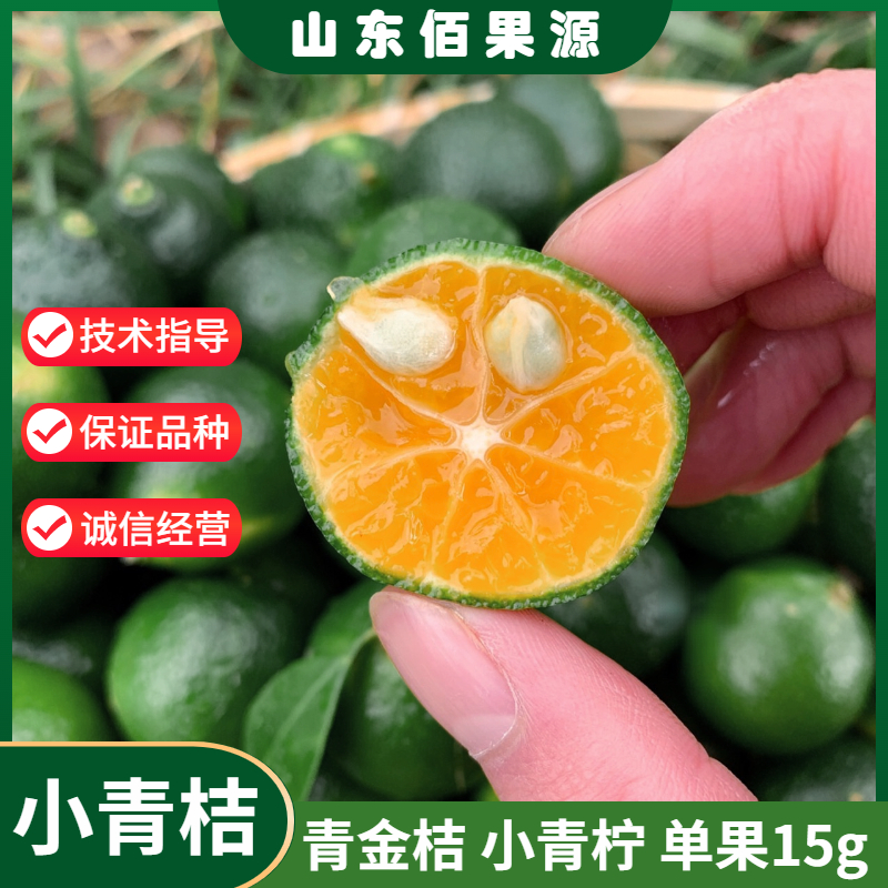 青金桔树苗小青柠树苗单果15g