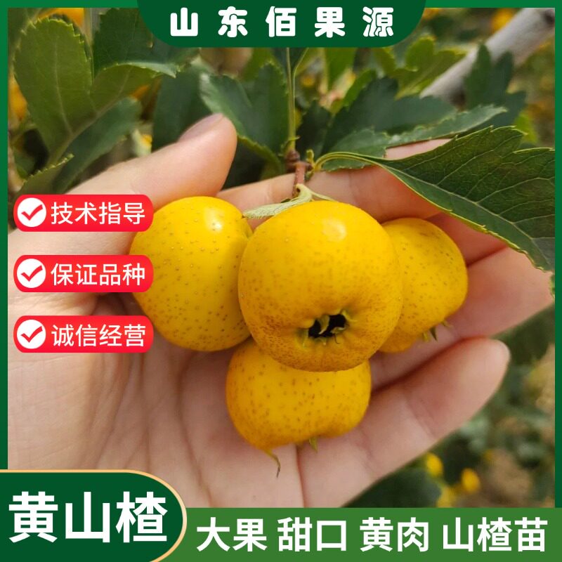 黄山楂树苗嫁接黄肉甜山楂苗盆栽地栽黄金豆山楂树活苗当年结果苗