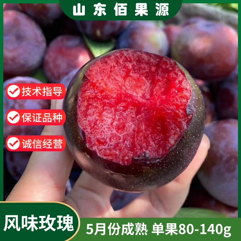 风味玫瑰李子苗极早熟5月特大果