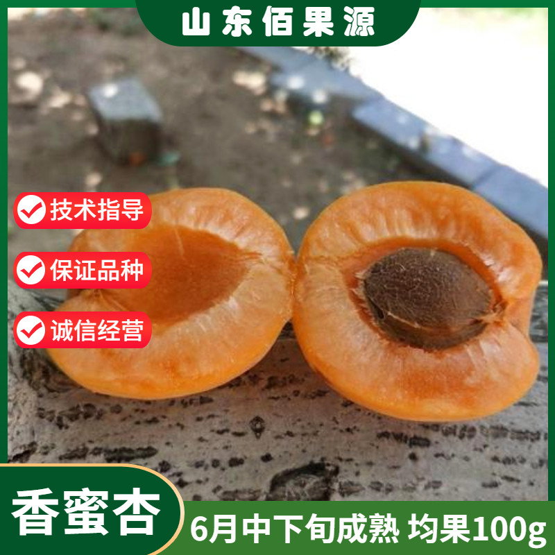 荷兰香蜜杏树苗嫁接杏子树苗庭院南北方特大果甜杏子苗新品种地栽
