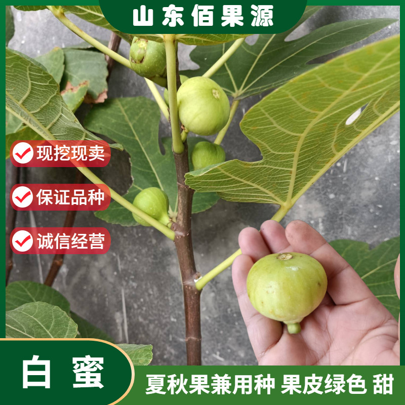 福建白蜜无花果苗南北方庭院地栽种植阳台盆栽特大果树苗当年结果