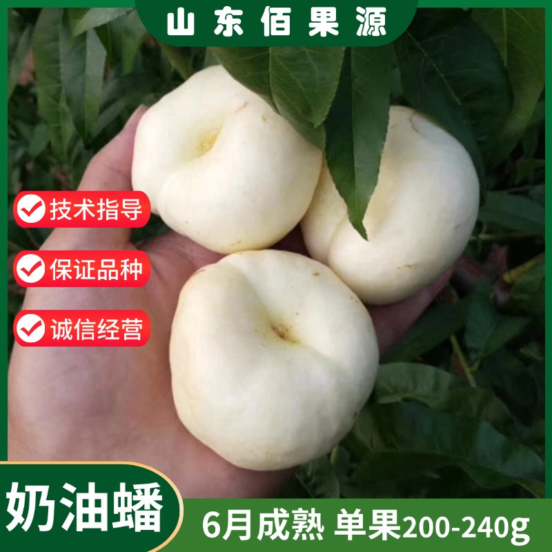 新品种6月油蟠桃树苗嫁接白肉超甜奶油蟠桃苗早熟果树地栽南北方