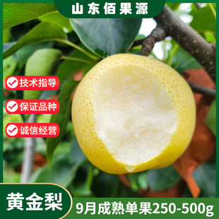 黄金梨树苗嫁接冰糖雪梨白酥梨苗南方北方地栽盆栽果树当年结果苗