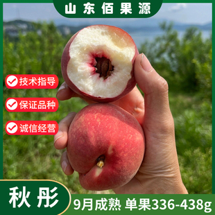 嫁接秋彤桃树苗脆甜秋雪秋甜桃树苗耐寒北南方种植当年结果果树苗