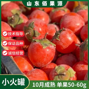 小火罐柿子苗嫁接软甜红灯笼柿树苗盆栽北方南方庭院地栽当年结果