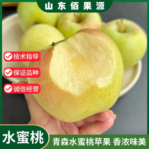 苹果树苗日本青森水蜜桃苹果苗南方北方种植庭院盆栽地栽当年结果