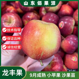 嫁接东北龙丰果小苹果树苗脆甜耐寒大秋果沙果苹果苗南方北方种植