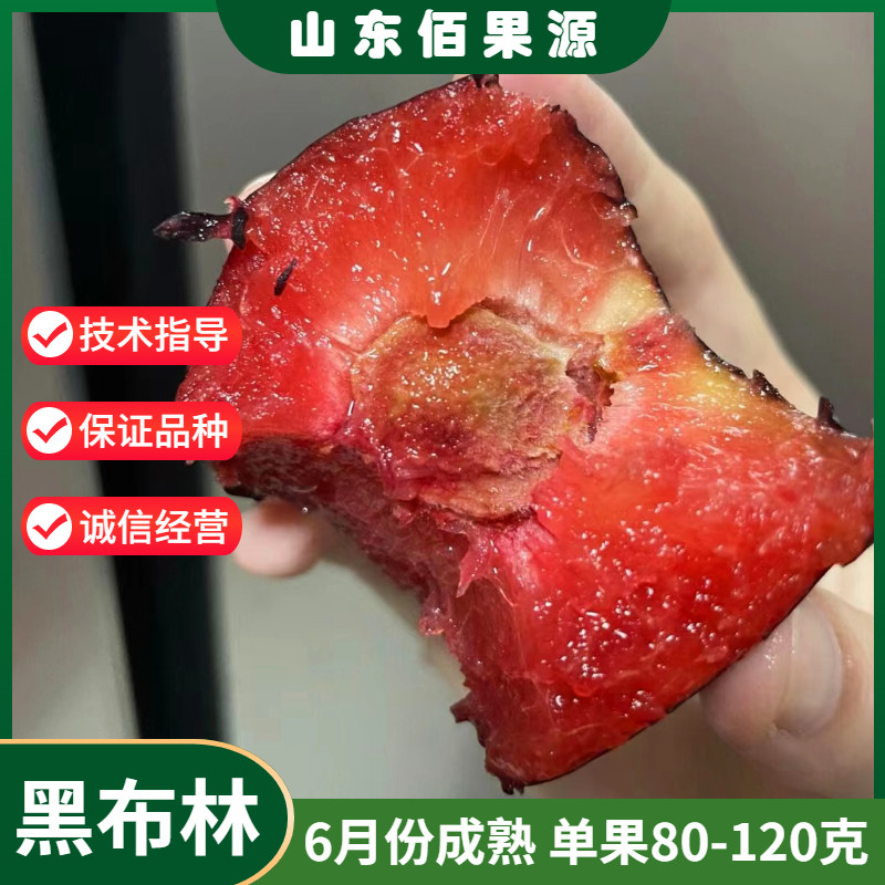 美国大黑李黑布林李子苗黑布朗李红肉李树苗嫁接果树苗李子苗地栽