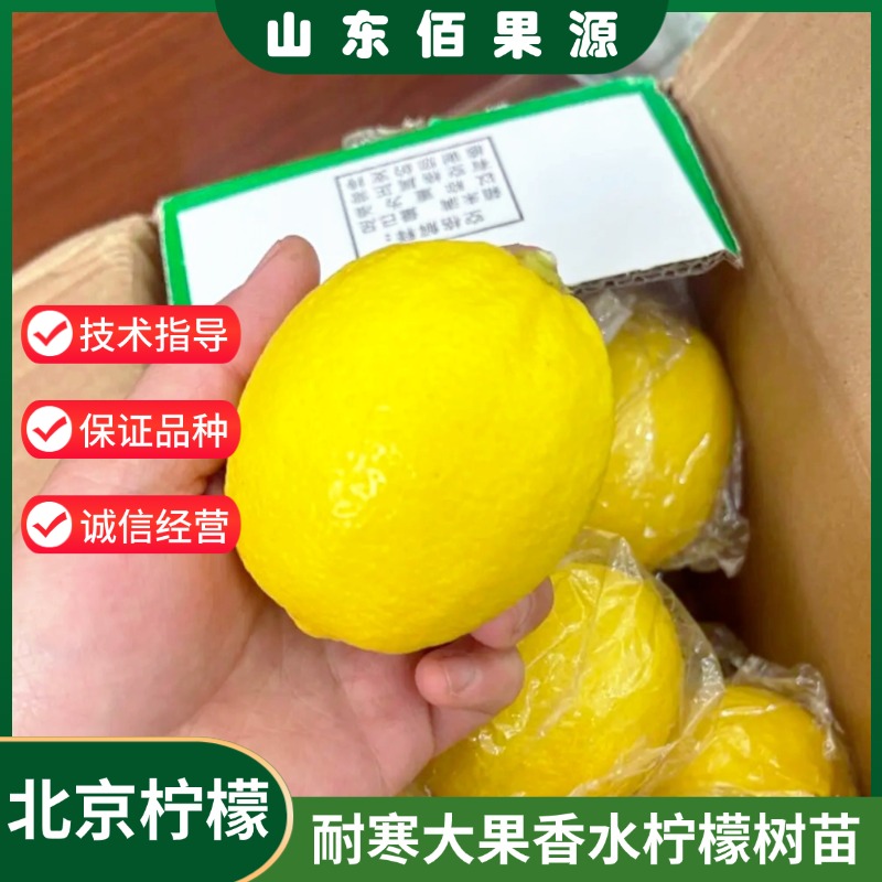 耐寒北京柠檬树苗阳台室内盆栽北方庭院地栽香水黄柠檬苗南方种植