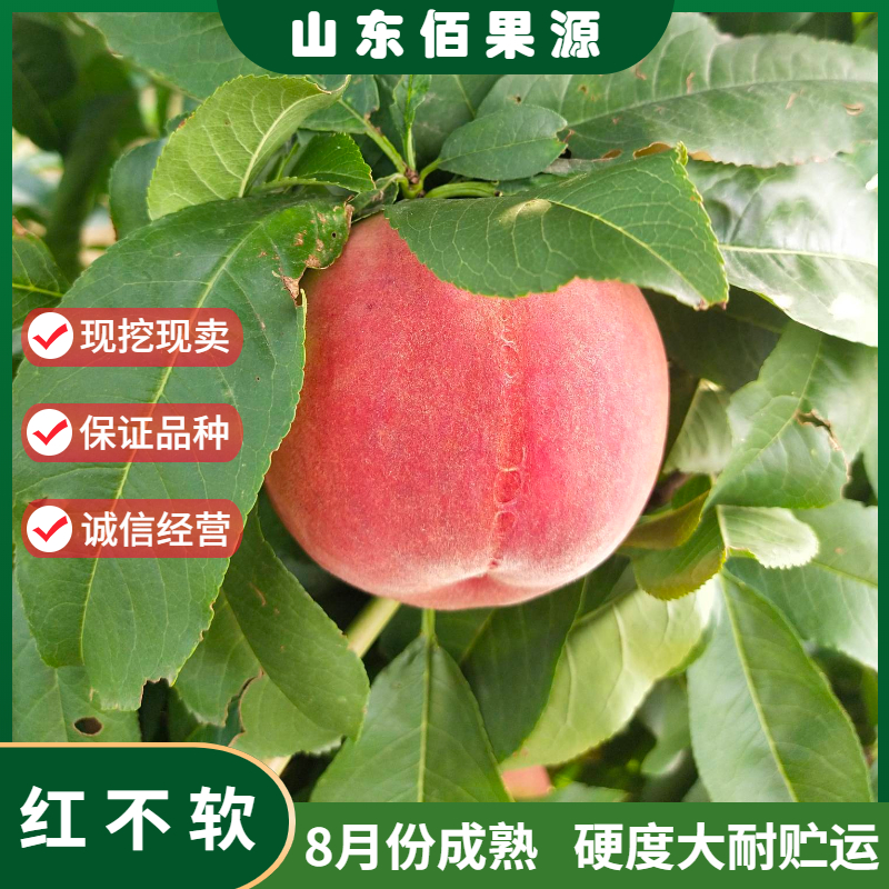 嫁接硬脆桃树苗特大果晚熟红不软桃子树苗离核南北方种植当年结果