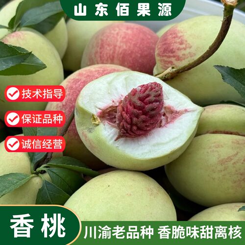川渝香桃树果苗嫁接老品种离核桃子青皮桃树苗盆栽地栽南北方种植