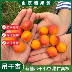 吊干杏苗新疆伊犁树上干杏苗小红杏小蜜杏子树嫁接当年结果南北方