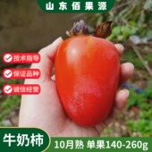 牛奶柿树苗嫁接软甜玉环长柿红彤柿子苗牛心柿果苗盆地栽当年结果