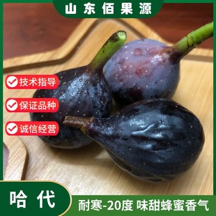 哈代无花果树苗高耐寒糖心紫果庭院盆栽地栽南方北方种植当年结果