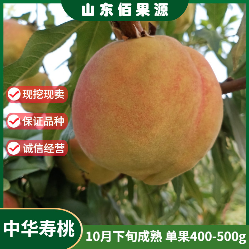 特大果晚熟冬桃树苗老品种南北方种植地栽雪桃苗中华寿桃树苗盆栽