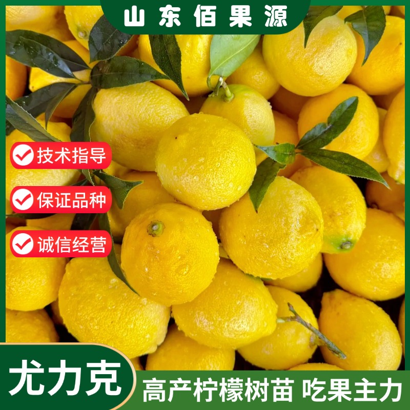 尤力克柠檬树苗阳台盆栽庭院无籽香水柠檬苗南方北方种植四季结果