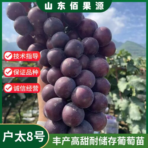 嫁接户太八号葡萄树苗盆裁庭院爬藤耐寒特大果葡萄苗南方北方种植