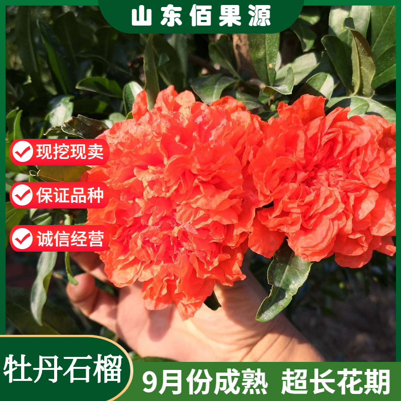 重瓣牡丹花石榴树苗南北方种植