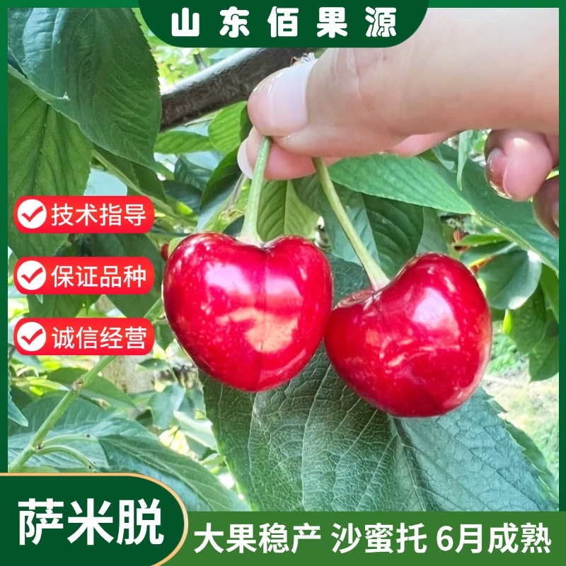 正宗车厘子树苗嫁接大果萨米脱樱桃树苗耐寒盆栽地栽南方北方种植