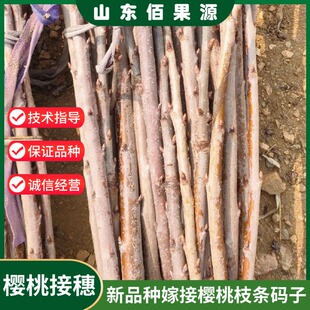 车厘子大樱桃嫁接枝条美早黄蜜俄罗斯八号接穗火箭冰库樱桃穗条芽