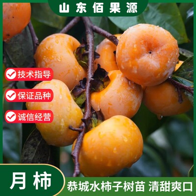 嫁接恭城月柿子树苗盆栽庭院地栽脆甜果老品种水柿树苗南北方种植