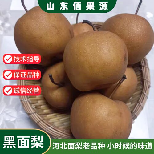 老品种河北面梨树果苗嫁接噎人黑面梨树苗盆栽庭院地栽南北方种植
