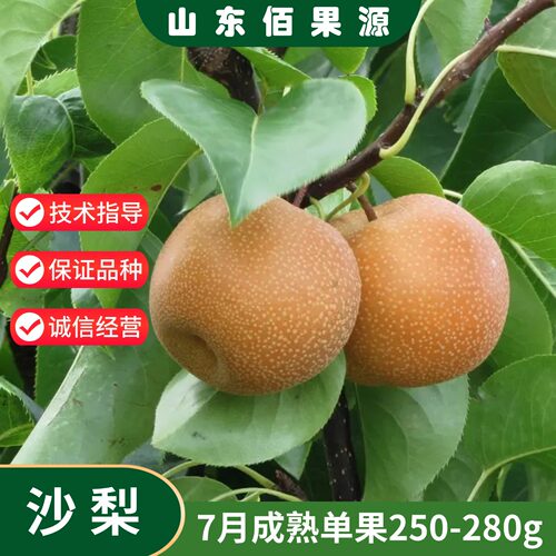 沙梨树苗老品种7月熟果250-280g