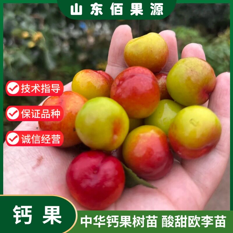 东北中华钙果树苗老品种欧李苗脆甜果树苗盆栽庭院地栽抗冻果树苗