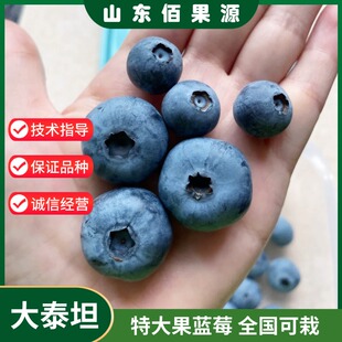 特大泰坦蓝莓苗带果带土庭院盆栽蓝莓树果苗南方北方地栽当年结果