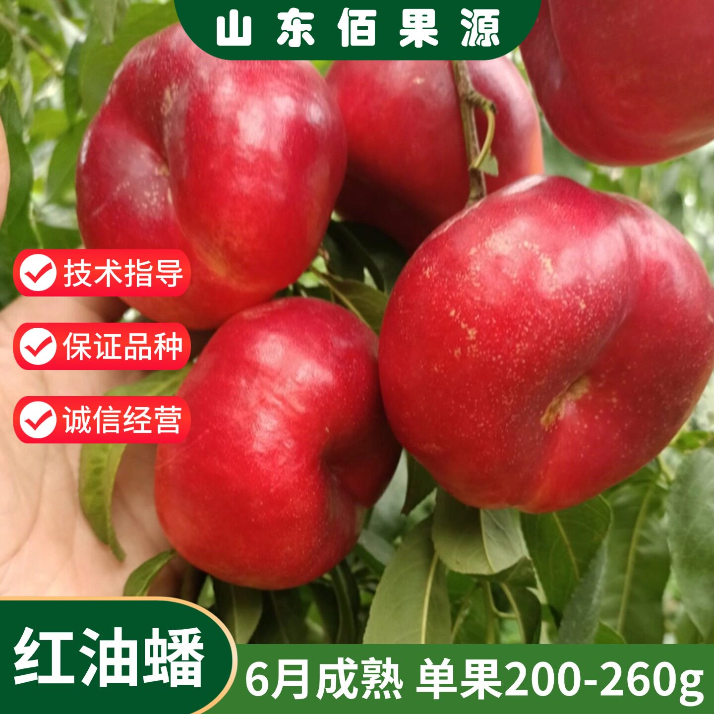 6月油蟠桃树苗嫁接黄肉油蟠桃苗特大超甜果树盆栽南北方种植地栽