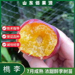 正宗桐乡醉李槜李树苗李子果树苗盆栽庭院地栽南方北方种植