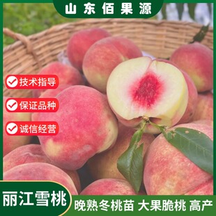 正宗云南丽江雪桃树苗嫁接晚熟脆甜冬桃子树苗南北方种植当年结果