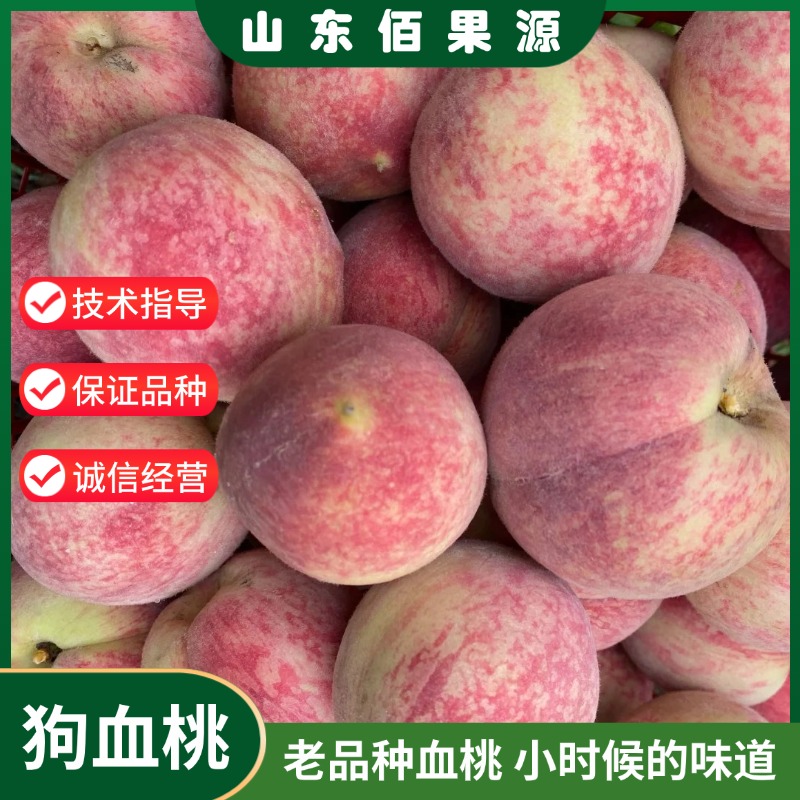 老品种血桃树苗嫁接狗血桃苗早熟红肉离核南北方种植盆栽地栽果苗