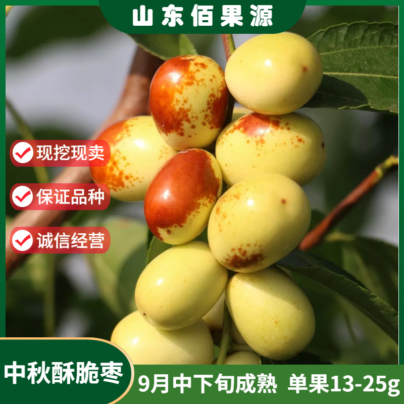 嫁接小枣树活苗南北方种植中秋酥脆枣树苗盆栽当年结果地栽带土球