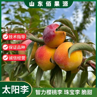 嫁接智利太阳李树苗离核脱骨李子苗特大脆甜樱桃李子树南北方种植