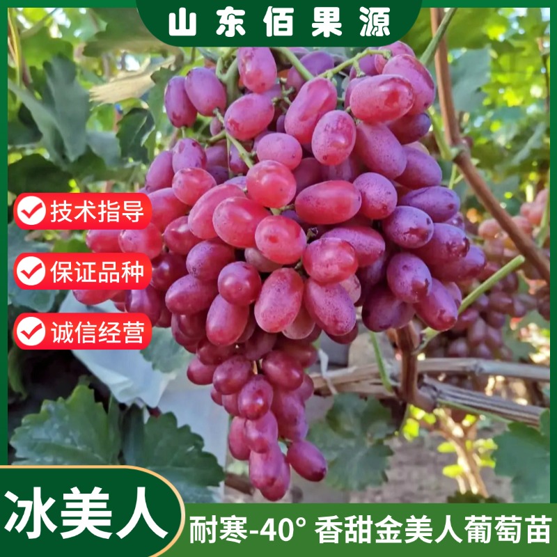 嫁接耐寒冰美人葡萄树苗盆栽无籽北方抗冻红提树苗金优2号葡萄苗