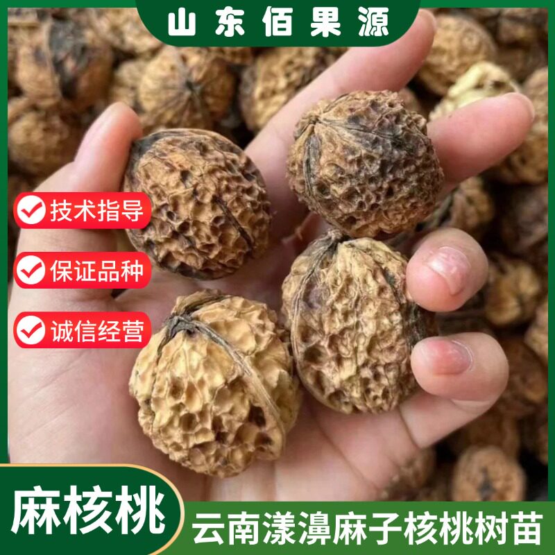 云南漾濞大泡麻子核桃树苗嫁接老品种薄皮核桃苗南北方种植盆地栽图片
