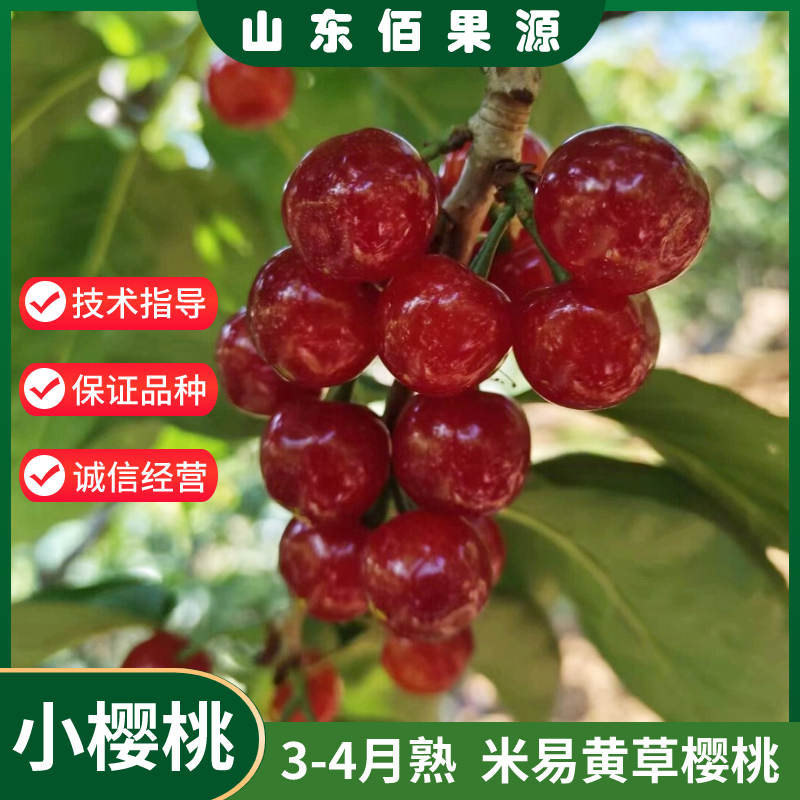 老品种土樱桃树苗米易黄草甜樱桃苗中华小樱桃苗盆栽南方北方地栽