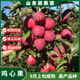 123小苹果苗东北抗寒沙果鸡心果树苗南北方种植矮化盆栽当年结果