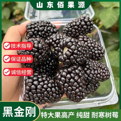 特大果黑莓苗纯甜黑莓树苗盆栽庭院栽爬藤黑金刚树莓果苗当年结果