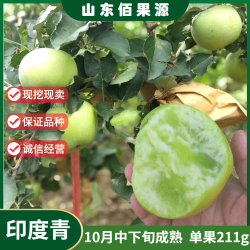 印度青老品种冰糖心苹果苗嫁接