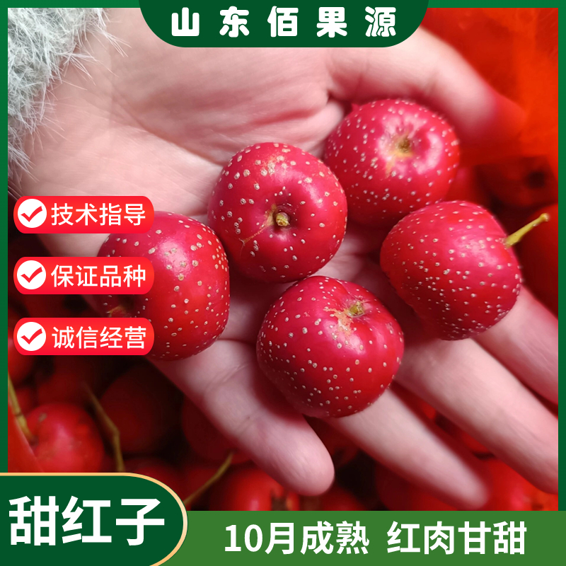 甜红子山楂树活苗嫁接甜口山楂树苗南方北方庭院盆栽地栽当年结果