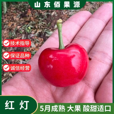红灯樱桃苗嫁接南方北方种植盆栽地栽耐寒矮化车厘子树苗当年结果
