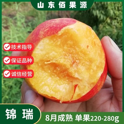 嫁接特大晚熟黄肉油桃苗脆甜果树盆栽8月成熟油桃树苗南北方种植