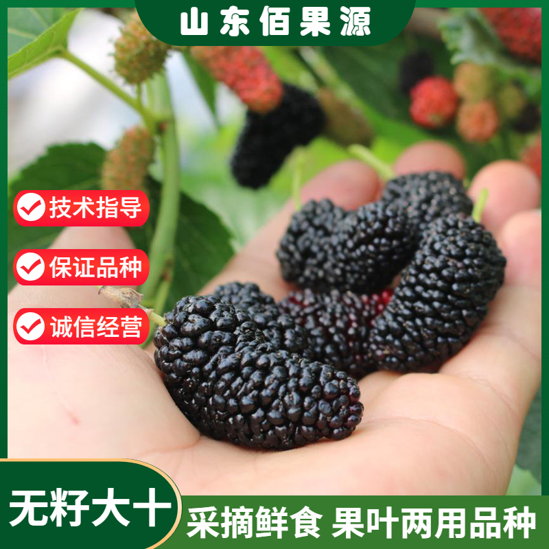 无籽十大果桑苗南北方地栽种植桑葚树苗盆栽嫁接桑树活苗当年结果