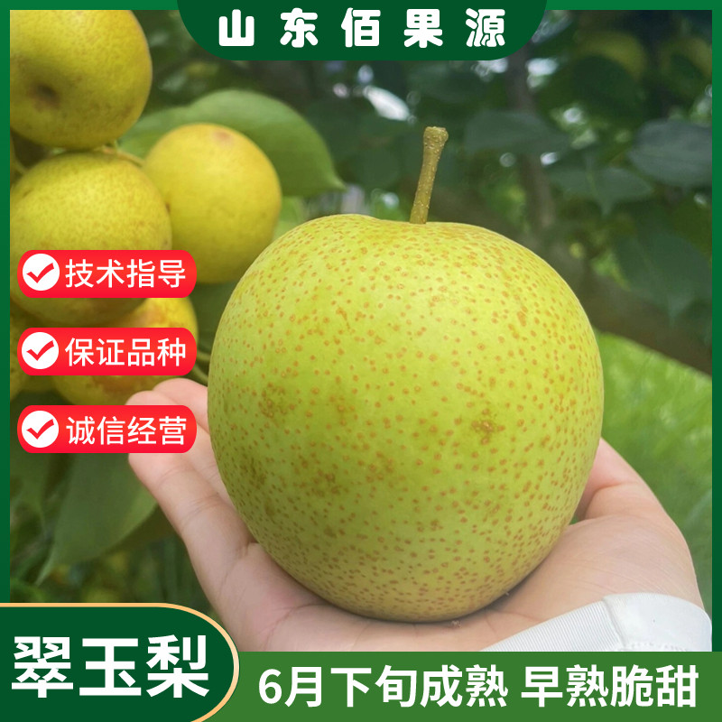 早熟翠玉梨树果苗南方北方庭院地栽种植果树盆栽嫁接活苗当年结果