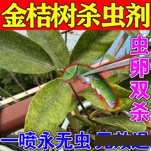 金桔树杀虫剂红蜘蛛介蚧壳蚜虫潜叶蛾甲锈壁虱白粉根腐病菌专用药