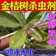 金桔树杀虫剂红蜘蛛介蚧壳蚜虫潜叶蛾甲锈壁虱白粉根腐病菌专用药