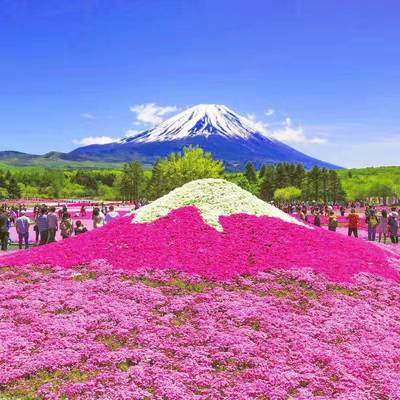 耐寒福禄考花种子芝樱花室外阳台易活四季花海花籽绣球花种籽子孑